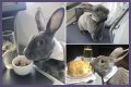 Bunny in a bow tie lives the high life flying business class with owner and being served nuts by stewardesses